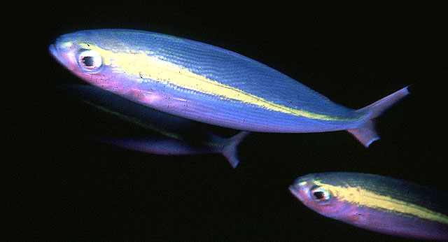 Pterocaesio lativittata